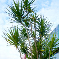 Dracaena marginata Red Edge