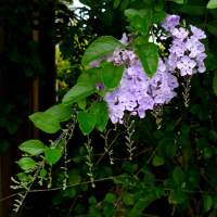 Duranta erecta
