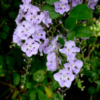 Duranta erecta