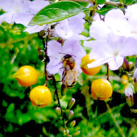 Duranta erecta