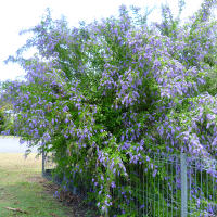 Duranta Geisha Girl