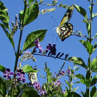 Caper white butterflies feeding Duranta Geisha Girl