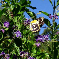 Caper white butterflies feeding Duranta Geisha Girl