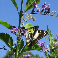 Caper white butterflies feeding Duranta Geisha Girl