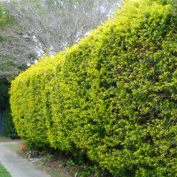 golden duranta