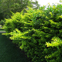 golden duranta