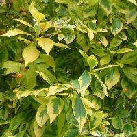 Duranta Variegata Aurea