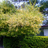 Duranta Variegata Aurea