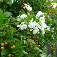 white duranta