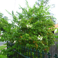 white duranta