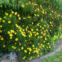 Euryops chrysanthemoides