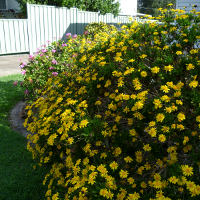 Euryops chrysanthemoides