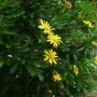 Euryops chrysanthemoides