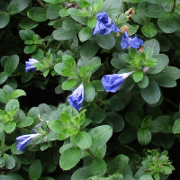 Evolvulus USEVO1201