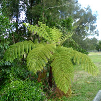 unidentified tree fern