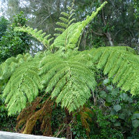 unidentified tree fern