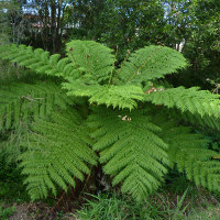 unidentified tree fern