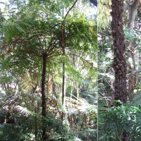unidentified tree fern