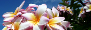 frangipani