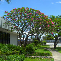frangipani tree
