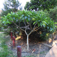 frangipani tree