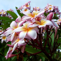 Frangipani unknown cultivar