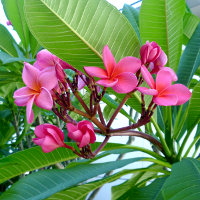 Frangipani (Plumeria) - Queensland Gardening Pages - Plants, gardens ...