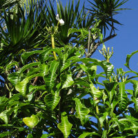 plumeria pudica