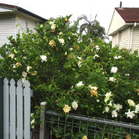 Gardenia growing in Queensland, Australia