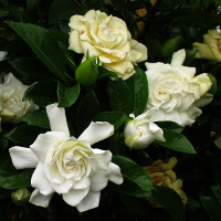 Gardenia growing in Queensland, Australia