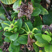 Gardenia growing in Queensland, Australia