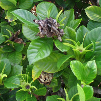 Gardenia growing in Queensland, Australia