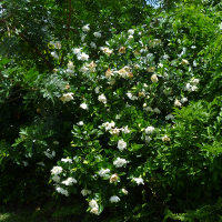 Gardenia growing in Queensland, Australia