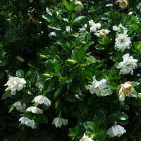 Gardenia growing in Queensland, Australia