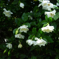 Gardenia growing in Queensland, Australia