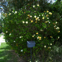Gardenia growing in Queensland, Australia
