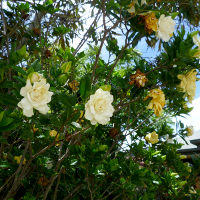 Gardenia growing in Queensland, Australia