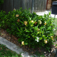 Gardenia growing in Queensland, Australia