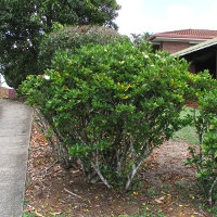 Gardenia growing in Queensland, Australia