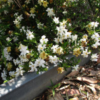 Gardenia radicans growing in Queensland, Australia