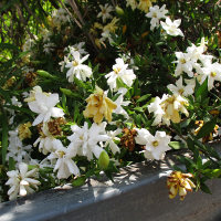 Gardenia radicans growing in Queensland, Australia