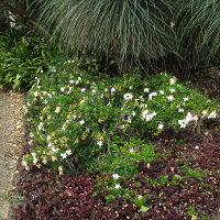 Gardenia radicans growing in Queensland, Australia