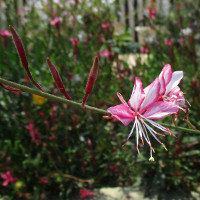 Gaura