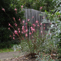 Gaura
