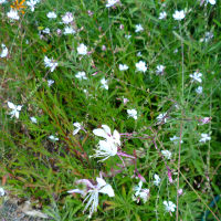 Gaura