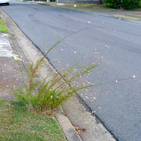 Gaura