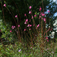 Gaura