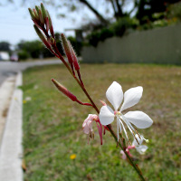 Gaura