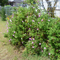Pelargonium