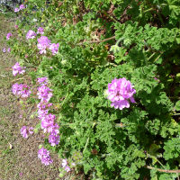 Pelargonium